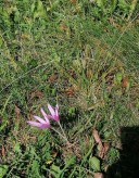 Prietenie, companie, socializare - imagine 3