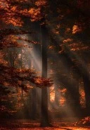 Tip dragut - imagine 1