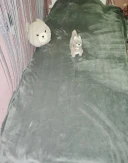 Angajam fete - imagine 2