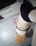 Transxesuala infomana servicii totale nu ezitați sa ma suni - imagine 2