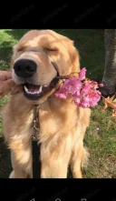 Sustin o tanara domniaoara - imagine 1