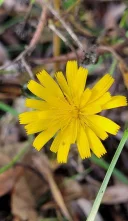 Pentru doamne si domnisoare - imagine 1