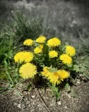 Masaj nuru pt doamne - imagine 1