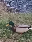 Fara inhibitii - imagine 1