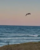 Tanar caut tanara - imagine 1