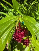 Barbat caut domnisoara sau doamna - imagine 1