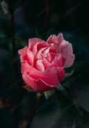 Caut prietena - imagine 1