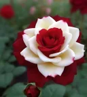 Aventura reciproc avantajoasa - imagine 1