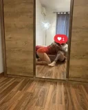 Show web cuplu sau single - imagine 2