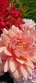 Generos cu bun simt - imagine 1