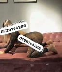 Noua la mine sigur nu ai fost - imagine 3