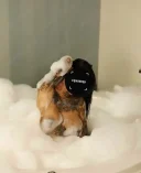 Evelinne exotica - imagine 3