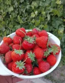 Doar de placere - imagine 1