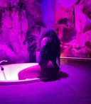 Noua in locatie fara graba - imagine 3