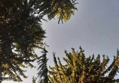 Matur stilat pentru o doamna matura