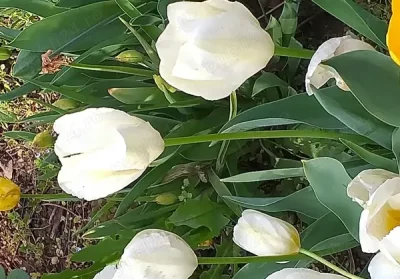 Rafinament pentru o doamna