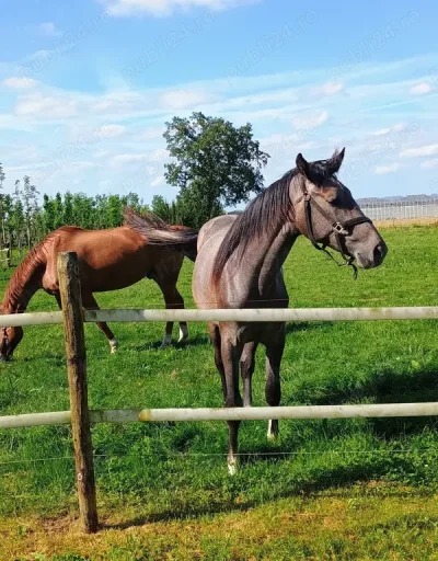 Caut femeie care a uitat cum e sa fie bagata in seama reimprospatez amintiri