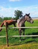 Caut femeie care a uitat cum e sa fie bagata in seama reimprospatez amintiri - imagine 3