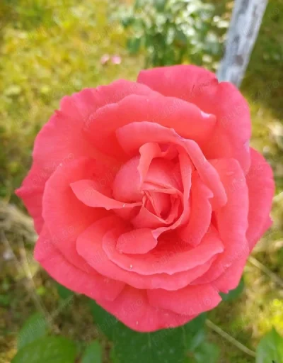 Caut și eu o fată drăguță pentru intalniri