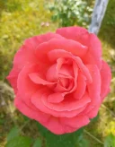 Caut și eu o fată drăguță pentru intalniri - imagine 1