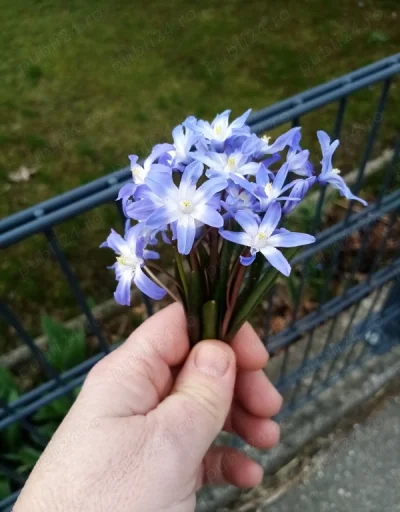 Doamnă în căutare de doamnă bi.