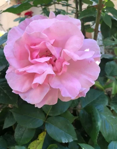 Cuplu interesati doar de cuplu