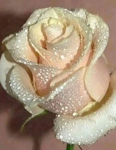 Tip 40 de ani pentru doamne domnișoare cuplurii care caută o aventură o nebunie o fantezie