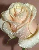 Aventurii pentru Doamne Domnisoare Cuplurii - imagine 1