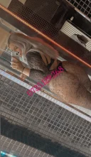 Maya reala 100% fac confirmare ( fac si deplasari ) - imagine 2