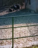 Marius pentru Doamne și Domnișoare tânăr 34 de ani din Iași ofer placeri la domiciliul meu - imagine 1