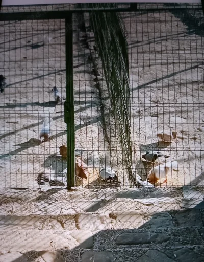 Marius pentru Doamne și Domnișoare tânăr 34 de ani din Iași ofer placeri la domiciliul meu