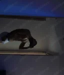 Servicii totale, pasiv - imagine 3