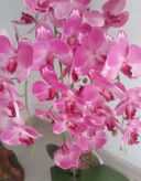 Relație de durată discretă, amoroasă pentru doamne care știe ce înseamnă viața. - imagine 1