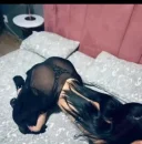 Pentru cateva zile in orasul tau - imagine 1