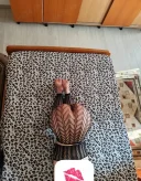 Escorta Cu Fantezii Blv Coposu-Unirii - imagine 2