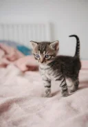 Anunt premium test - imagine 2